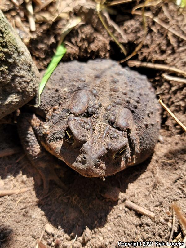 Eastern American Toad (Anaxyrus americanus americanus)