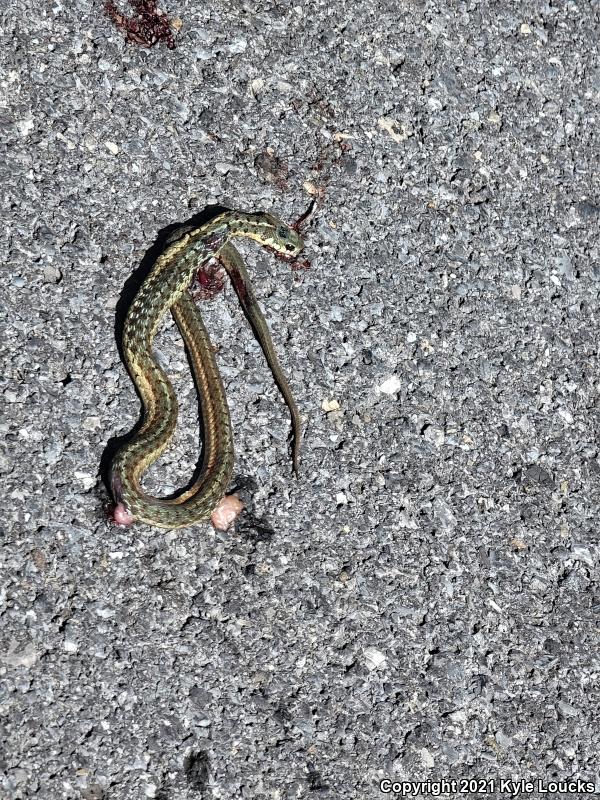 Eastern Gartersnake (Thamnophis sirtalis sirtalis)