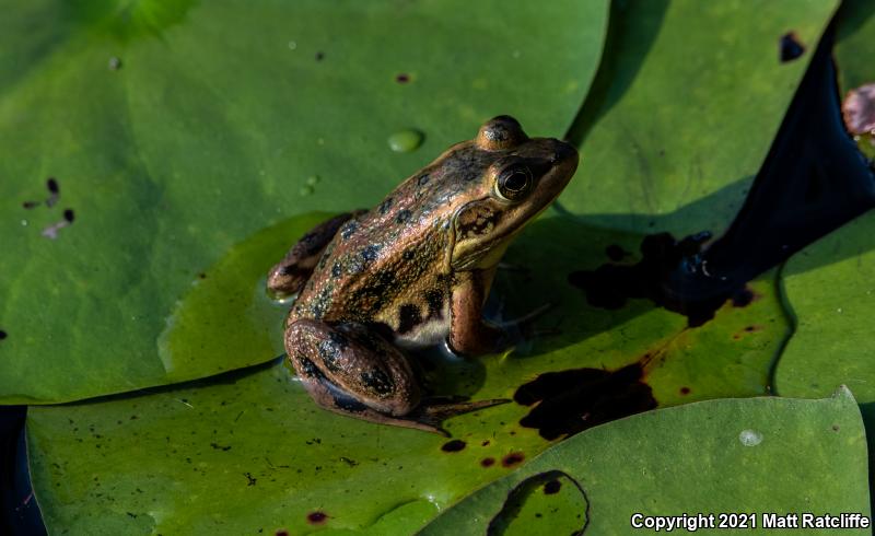 Carpenter Frog (Lithobates virgatipes)