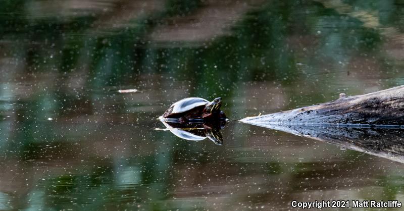 Eastern Painted Turtle (Chrysemys picta picta)