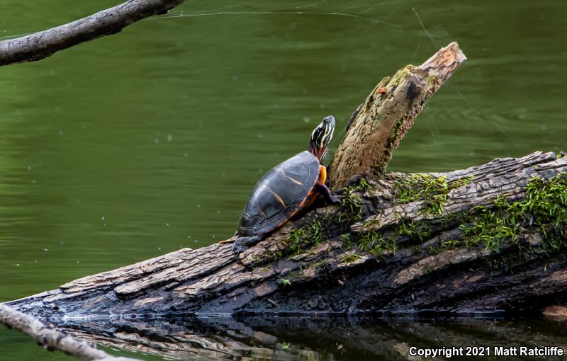 Eastern Painted Turtle (Chrysemys picta picta)