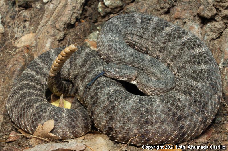 Tiger Rattlesnake (Crotalus tigris)