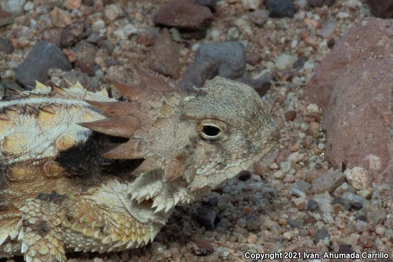 Regal Horned Lizard (Phrynosoma solare)