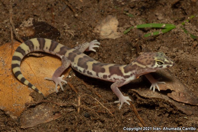 Sonoran Banded Gecko (Coleonyx variegatus sonoriensis)