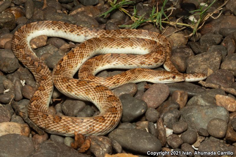 Glossy Snake (Arizona elegans)