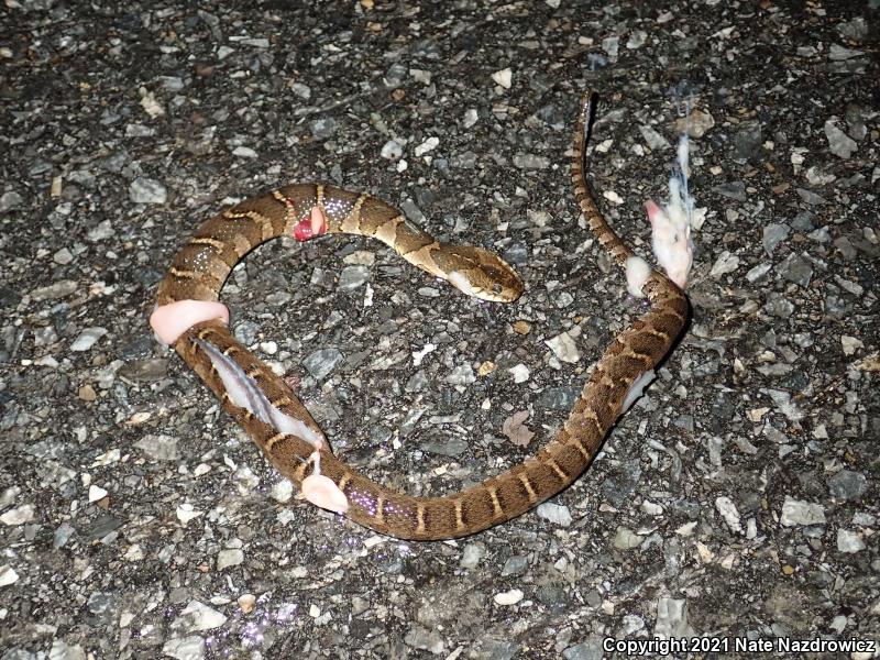 Northern Watersnake (Nerodia sipedon sipedon)