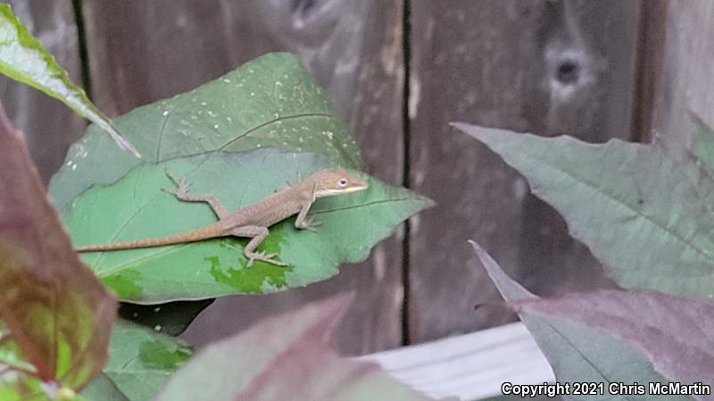 Northern Green Anole (Anolis carolinensis carolinensis)