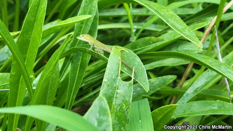 Northern Green Anole (Anolis carolinensis carolinensis)