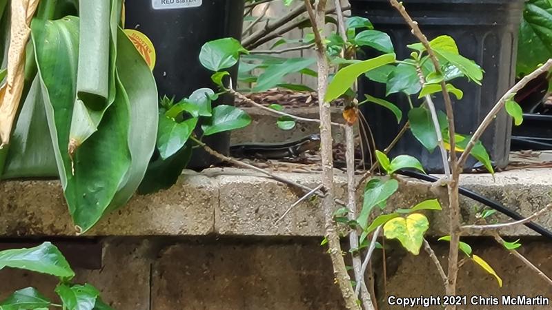 Five-lined Skink (Plestiodon fasciatus)