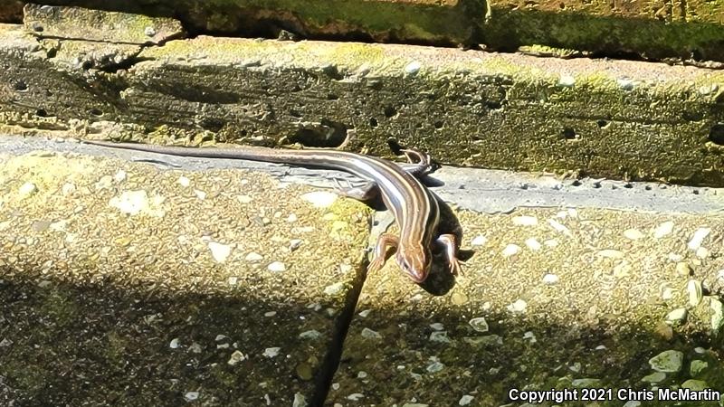 Five-lined Skink (Plestiodon fasciatus)