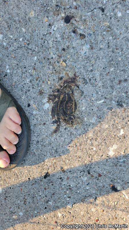 Gulf Coast Toad (Ollotis nebulifer)