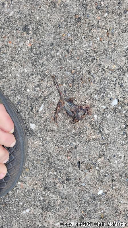 Gulf Coast Toad (Ollotis nebulifer)