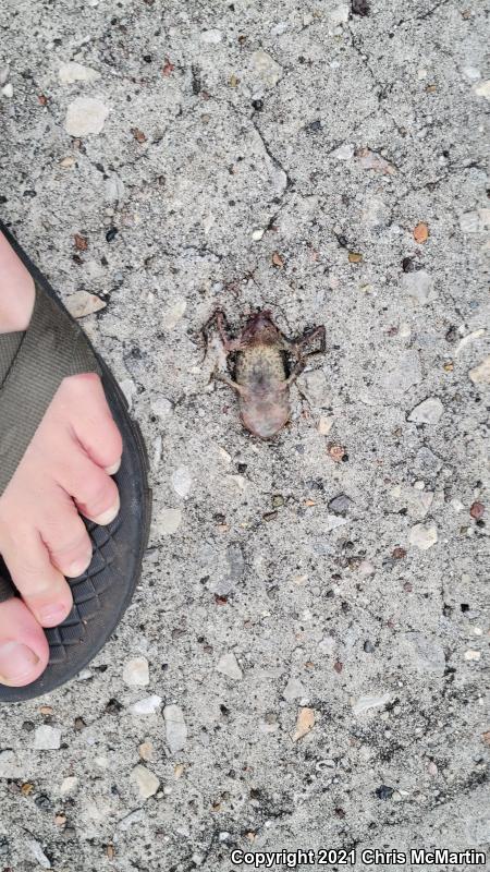 Gulf Coast Toad (Ollotis nebulifer)