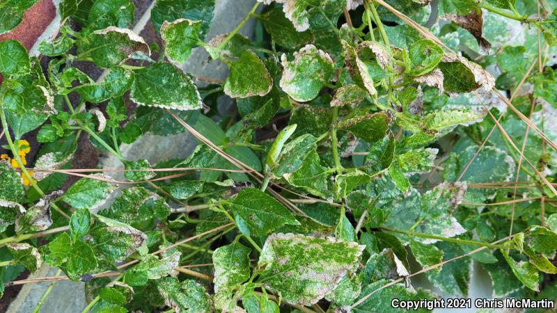 Northern Green Anole (Anolis carolinensis carolinensis)