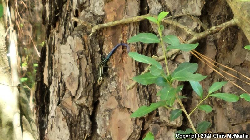 Five-lined Skink (Plestiodon fasciatus)