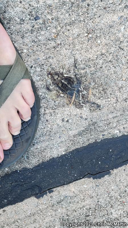 Gulf Coast Toad (Ollotis nebulifer)