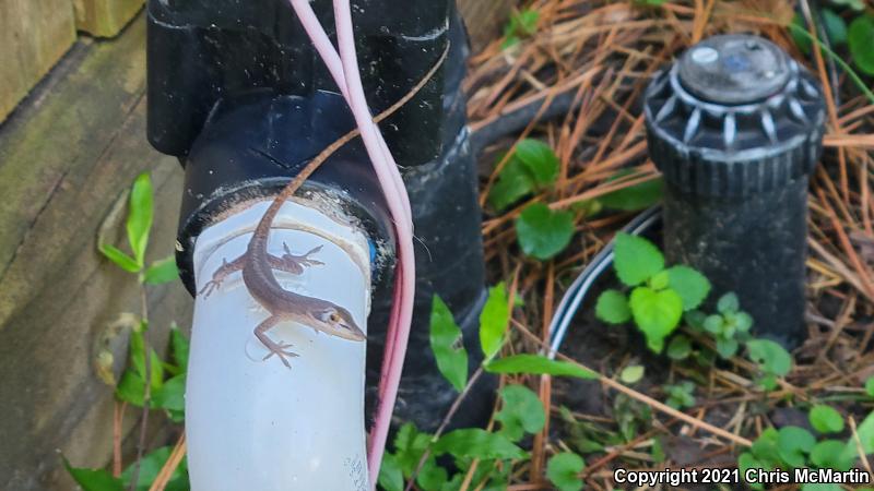 Northern Green Anole (Anolis carolinensis carolinensis)