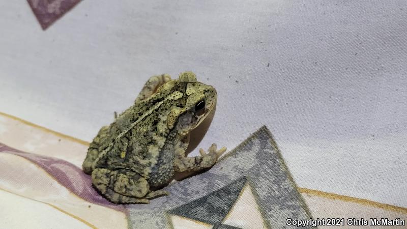 Gulf Coast Toad (Ollotis nebulifer)