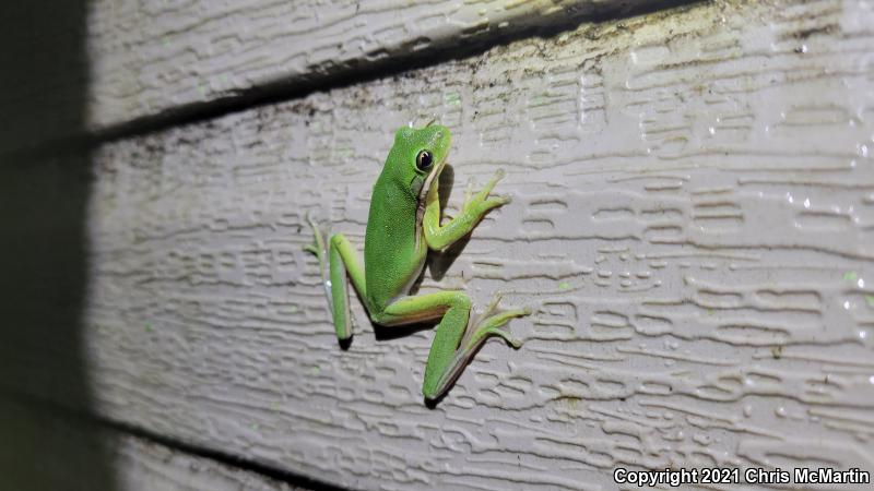 Green Treefrog (Hyla cinerea)