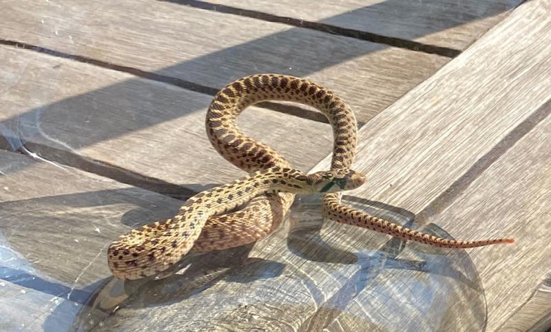 Pacific Gopher Snake (Pituophis catenifer catenifer)