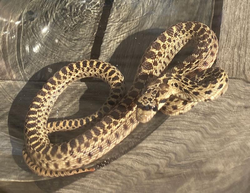 Pacific Gopher Snake (Pituophis catenifer catenifer)