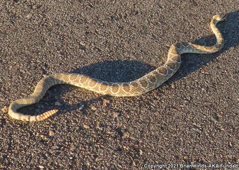 Mohave Rattlesnake (Crotalus scutulatus)