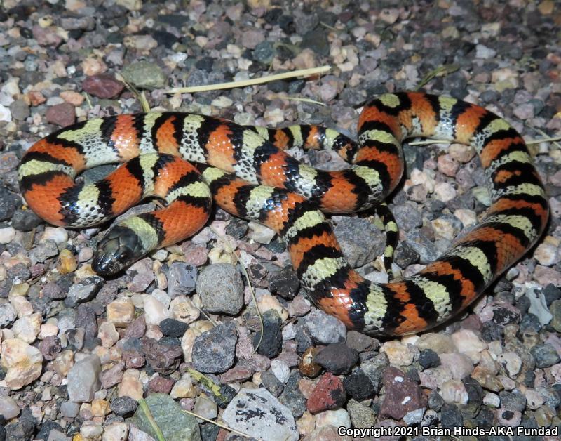 New Mexico Milksnake (Lampropeltis triangulum celaenops)