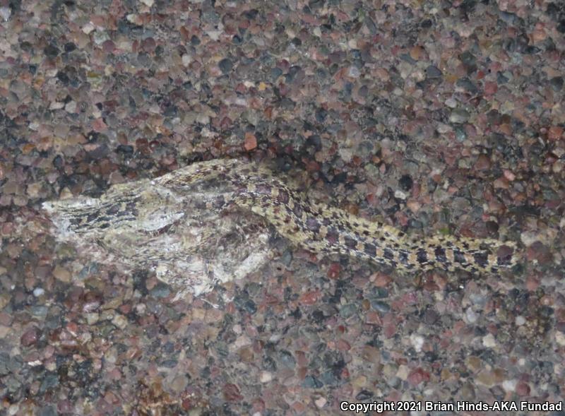 Sonoran Gopher Snake (Pituophis catenifer affinis)