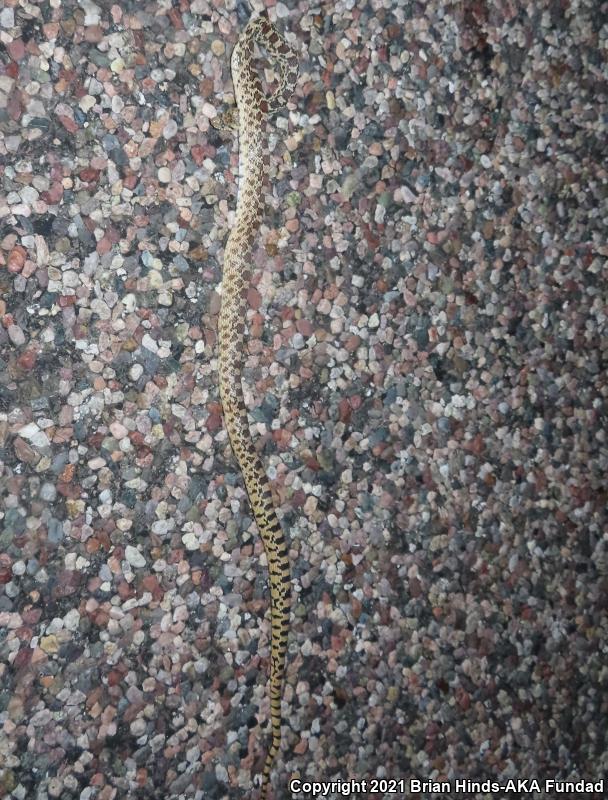 Sonoran Gopher Snake (Pituophis catenifer affinis)