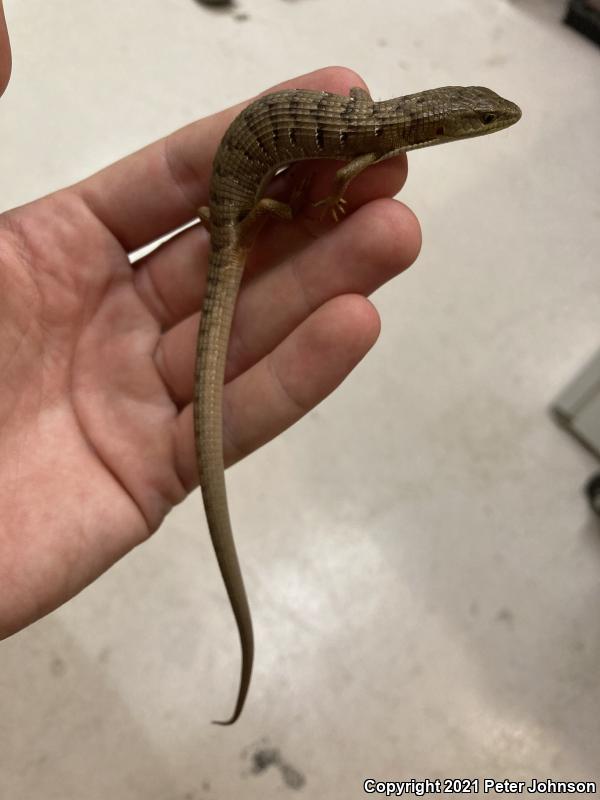 California Alligator Lizard (Elgaria multicarinata multicarinata)