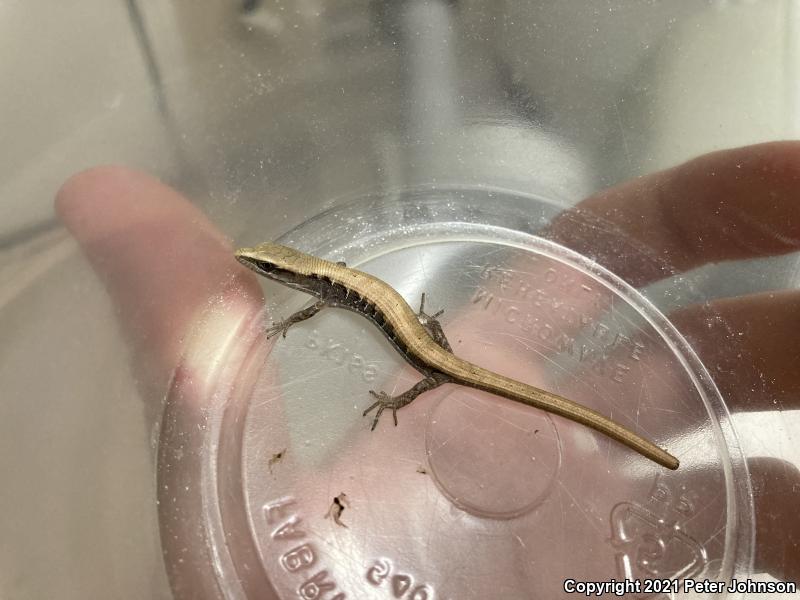 California Alligator Lizard (Elgaria multicarinata multicarinata)