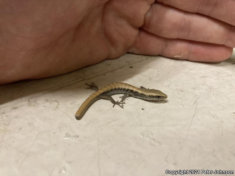 California Alligator Lizard (Elgaria multicarinata multicarinata)