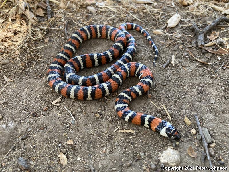 Coast Mountain Kingsnake (Lampropeltis zonata multifasciata)