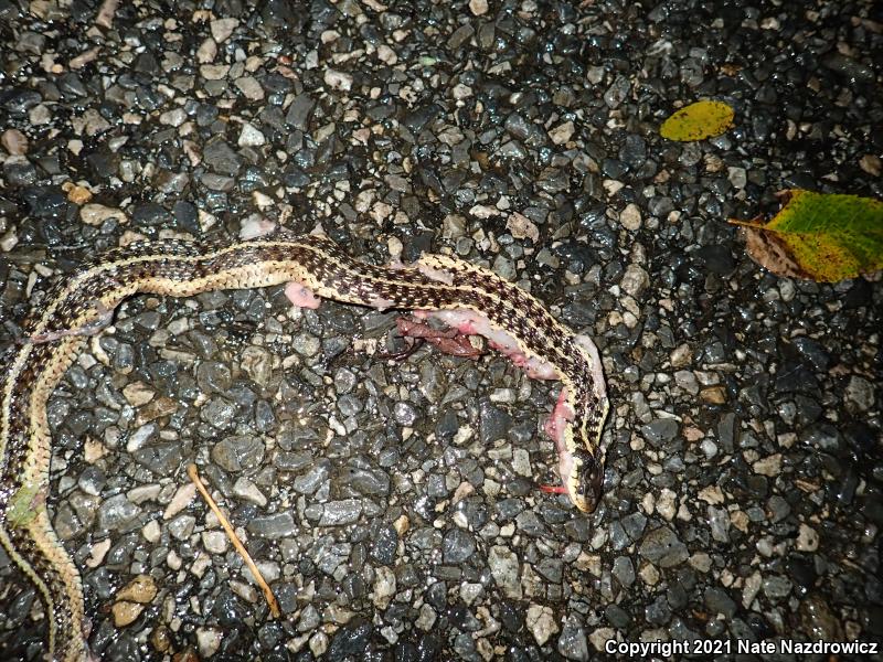 Eastern Gartersnake (Thamnophis sirtalis sirtalis)