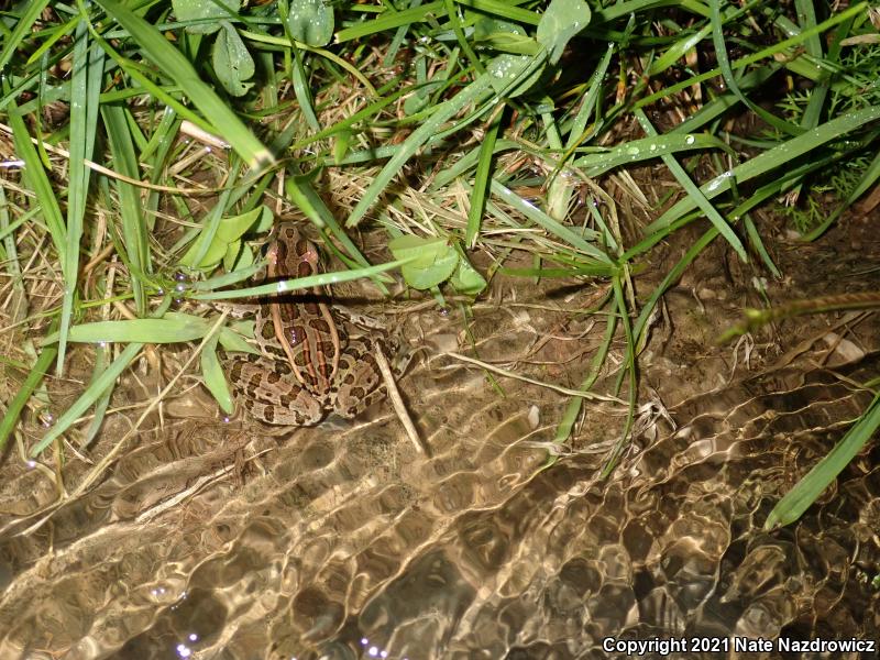 Pickerel Frog (Lithobates palustris)