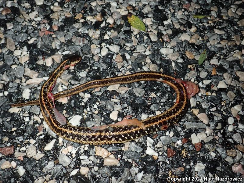 Eastern Gartersnake (Thamnophis sirtalis sirtalis)