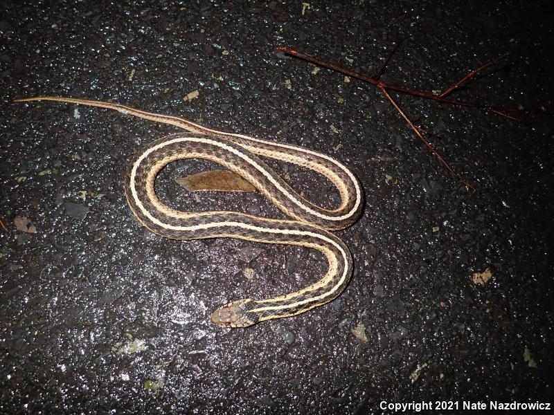 Eastern Gartersnake (Thamnophis sirtalis sirtalis)