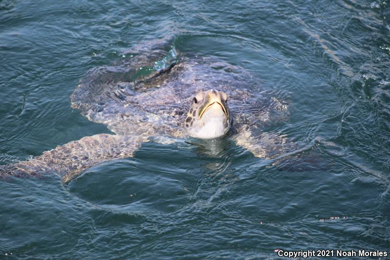 Green Sea Turtle (Chelonia mydas)