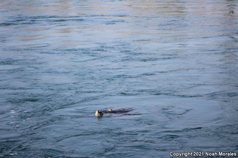 Green Sea Turtle (Chelonia mydas)