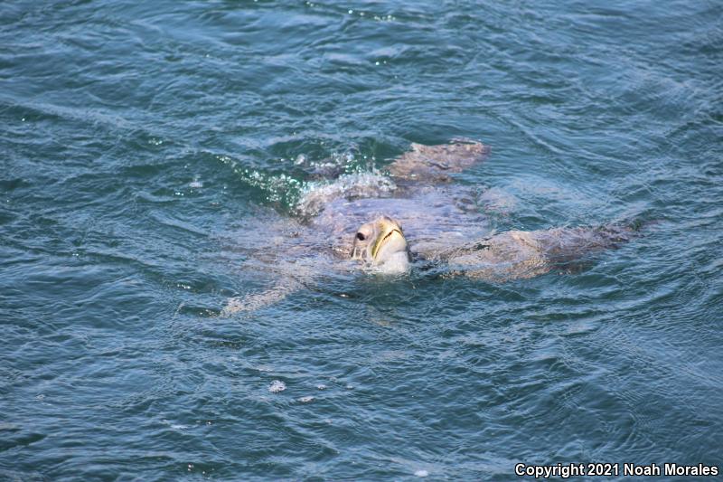 Green Sea Turtle (Chelonia mydas)