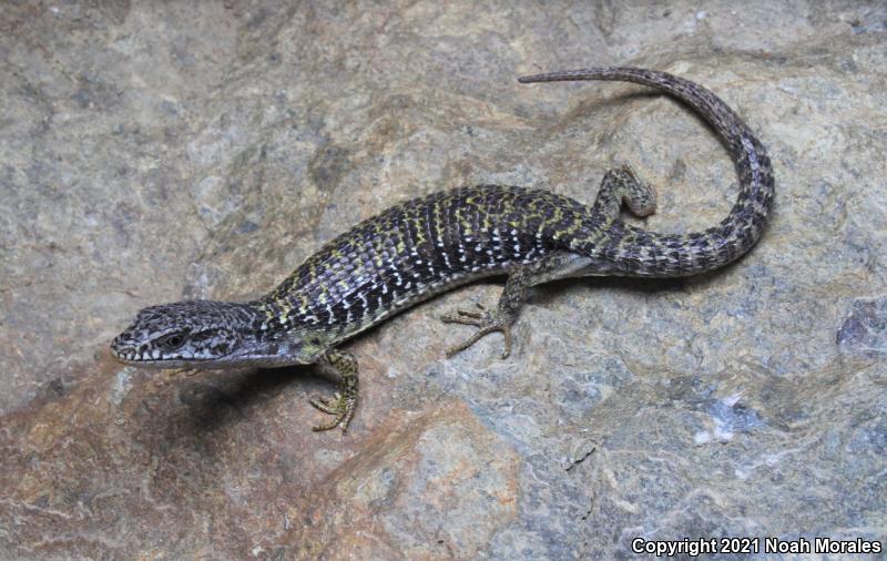 Shasta Alligator Lizard (Elgaria coerulea shastensis)