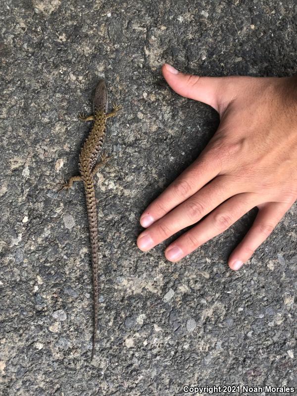 Shasta Alligator Lizard (Elgaria coerulea shastensis)