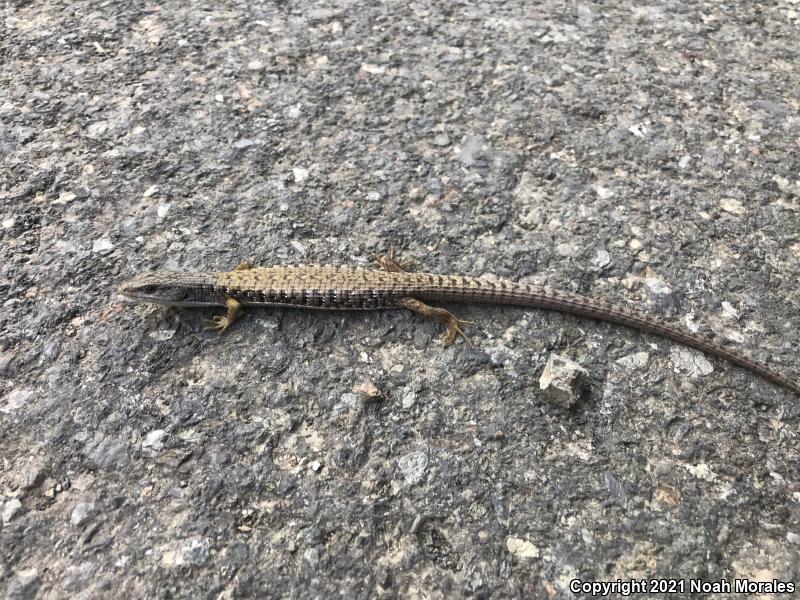 Shasta Alligator Lizard (Elgaria coerulea shastensis)