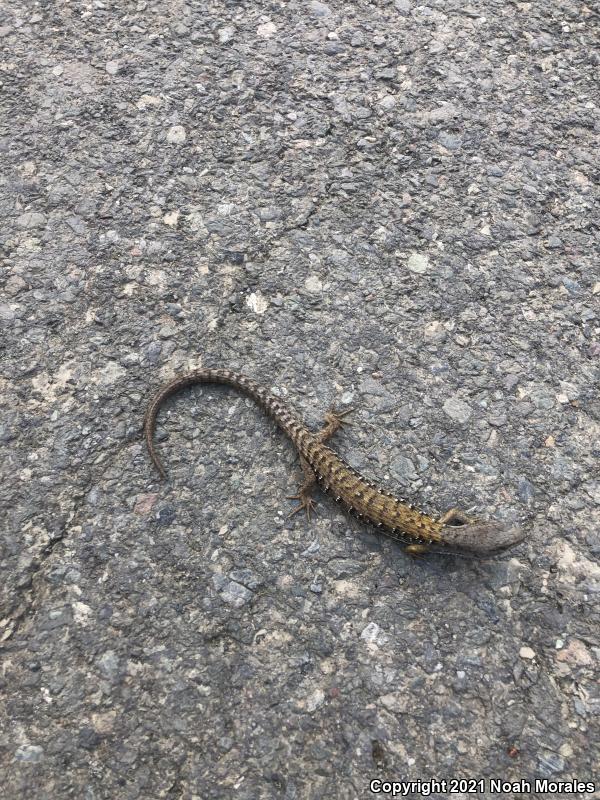 Shasta Alligator Lizard (Elgaria coerulea shastensis)