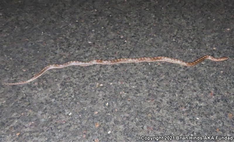 Painted Desert Glossy Snake (Arizona elegans philipi)