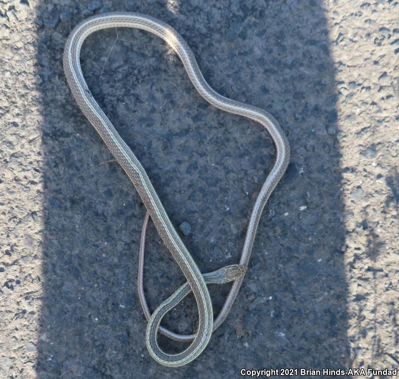 Striped Whipsnake (Coluber taeniatus)