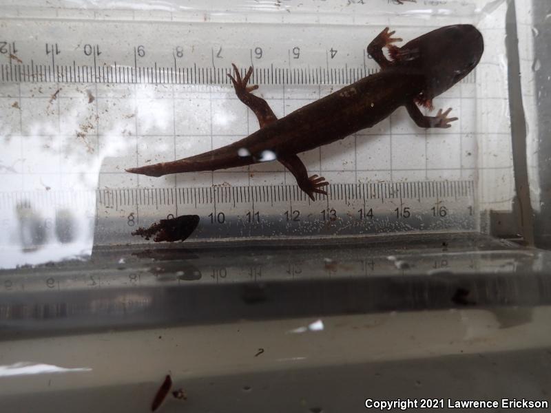 California Giant Salamander (Dicamptodon ensatus)