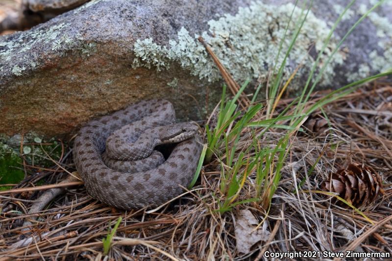 Twin-spotted Rattlesnake (Crotalus pricei)