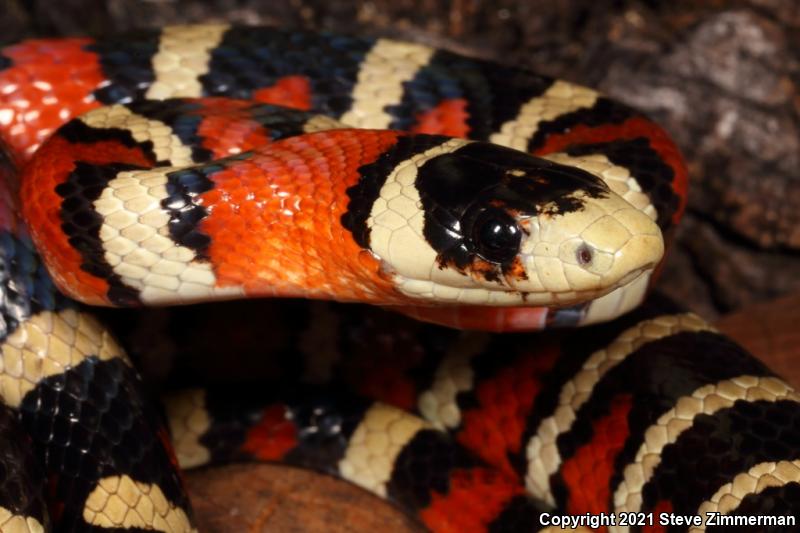 Sonoran Mountain Kingsnake (Lampropeltis pyromelana)