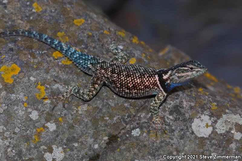 Yarrow's Lizard (Sceloporus jarrovii)